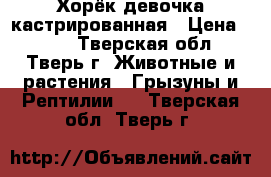 Хорёк девочка кастрированная › Цена ­ 350 - Тверская обл., Тверь г. Животные и растения » Грызуны и Рептилии   . Тверская обл.,Тверь г.